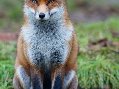 Renard roux 